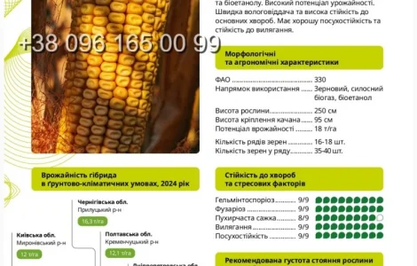 Насіння кукурудзи Ронін ФАО 330 – высокопродуктивный гибрид
