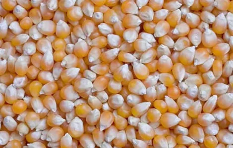 Продам кукурудзу 300 тонн