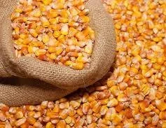Покупаем кукурузу влажную
