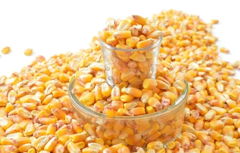Компанія здійснює закупівлю дорого Кукурудзи