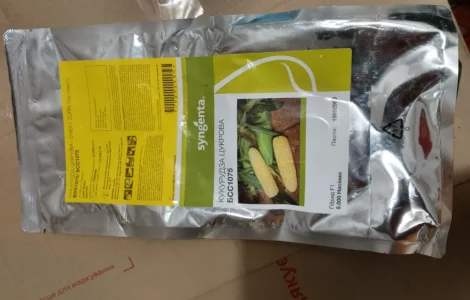 Насіння солодкої Кукурудзи БСС1075