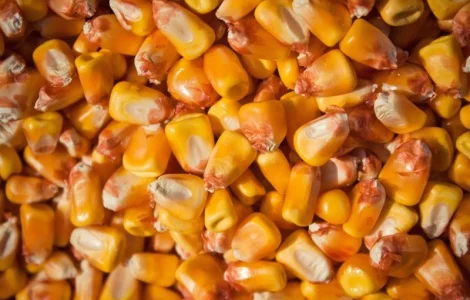 Закупаем кукурузу