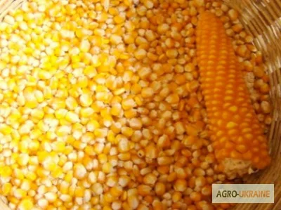 Купую кукурузу в Києві