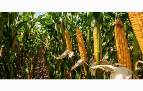 КУПЛЮ кременисту кукурудзу