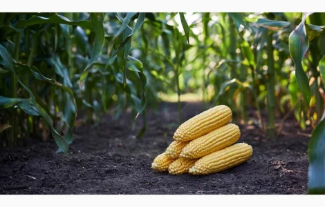 Кукурудза Купляємо