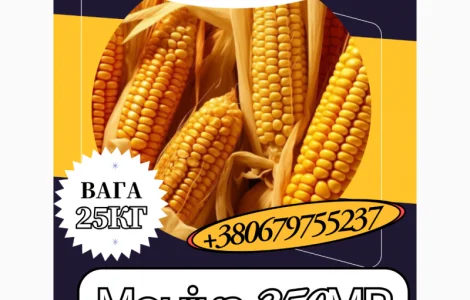 Насіння кормової Кукурудзи Моніка 350МВ ( 25 кг)