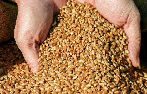 Продам товарну пшеницю з пдв та без