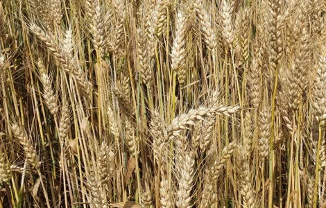 Продам насіння ярої пшениці ТРІЗО