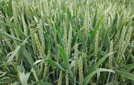 Продам насіння ярої пшениці Лікамеро 2 реп