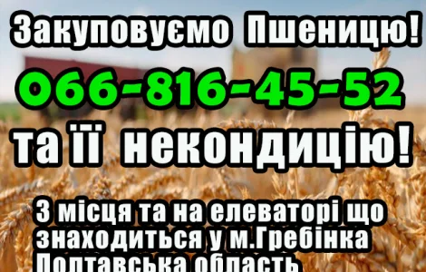 Закупка пшеницы 2, 3, 4 класса в Полтаве