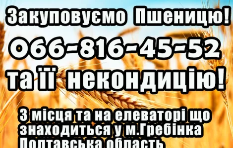 Закупка пшеницы 2, 3, 4 класса
