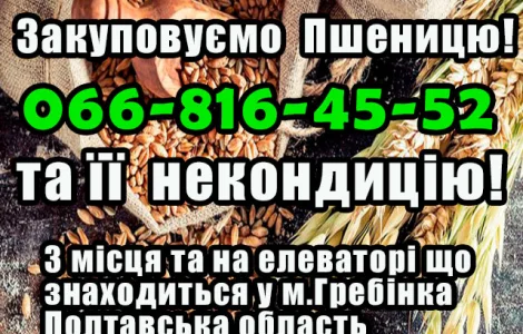 Элеватор покупает пшеницу 2, 3, 4 класса