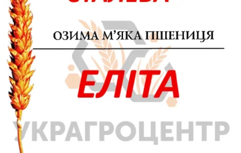 Насіння озимої пшениці СТАЛЕВА Еліта 2025р