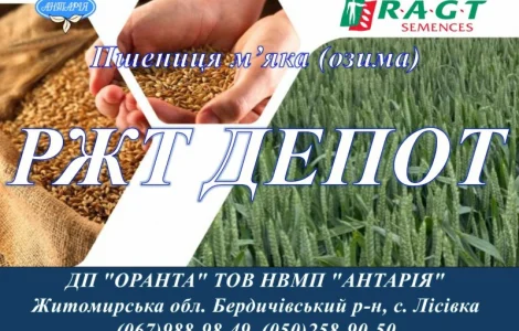 Насіння озимої пшениці РЖТ ДЕПОТ