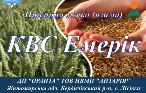 Насіння озимої пшениці КВС Емерік - високоврожайний сорт