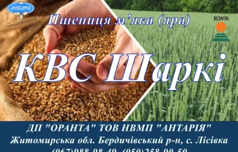 Насіння ярої пшениці КВС Шаркі