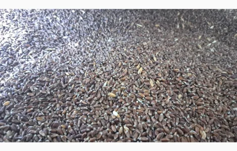 Чорноброва пшениця 200 тонн