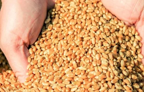 300 т. пшениця 3 клас