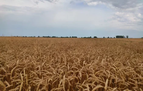 Продам пшеницу