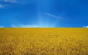 Куплю пшеницю по всій Україні