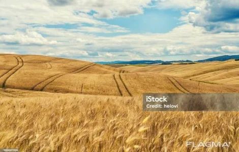 Закупаем пшеницу в Харькове