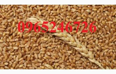 Продается озимая пшеница 2.5 тонны, без химических добавок