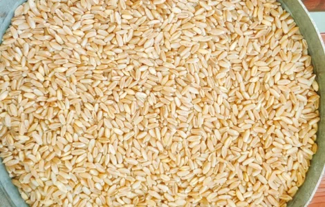 Насіння озимої твердої пшениці Крейсер, перша репродукція
