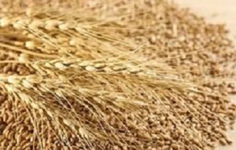 Купуємо зерновідходи