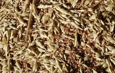 Купуємо некондицію та зерновідходи. Самовивіз