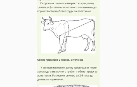 Куплю говядину