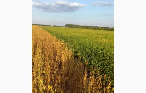 Пропонується товарна та посівна соя