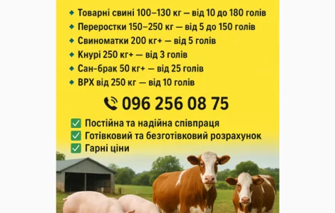 Куплю свиней