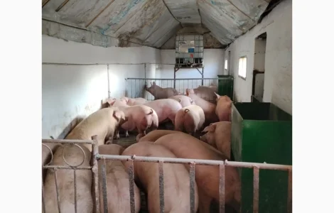 Продам свиней с доставкой