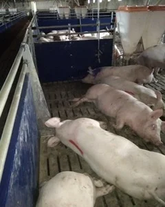 Куплю свиней живым весом