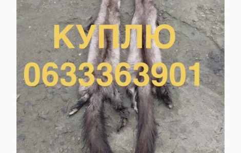 Куплю шкуры кожи куницы каменки мех Мех шкурки