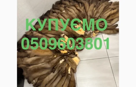 Купуємо по хороших цінах куницю шкіри бобра