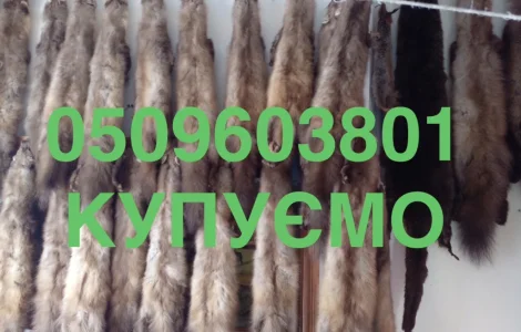 Куплю шкуры мех шкуры куницы и бобра ДОРОГО