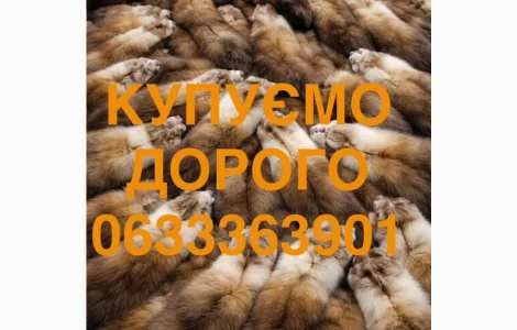 Купуємо шкіри куниці по всій Україні