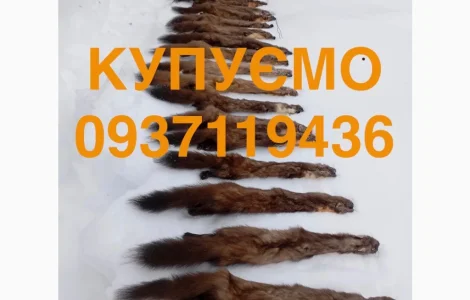 Купимо купуємо шкіри хутро куниці та бобра ДОРОГО