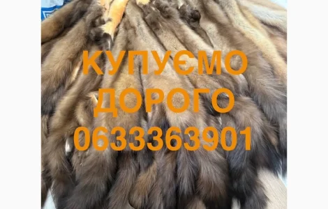 Купуємо шкіри куниці бобра дорого