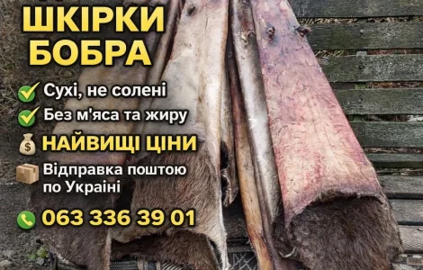 Куплю шкурки бобра сухие