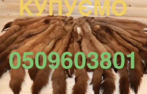 Купуємо дорого шкіри куниці/шкури куниць/куниця лісова камʼяна/дорого купуємо по усій Укра