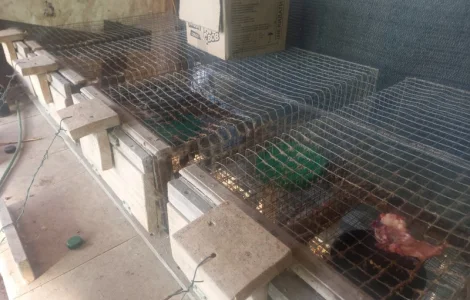 Продам норки живые две пары