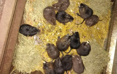 Продажа щенков нутрий
