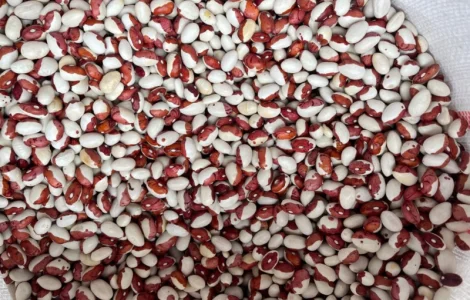 Куплю Фасоль Червона Шапочка