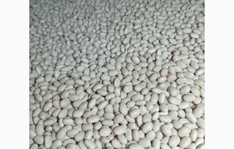 Продам фасоль сорта Мавка