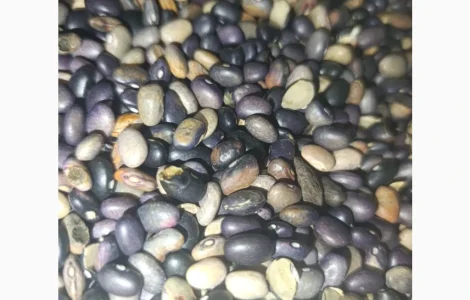 Продается фасоль