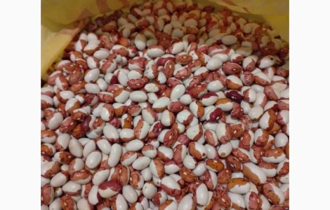 Куплю квасолю