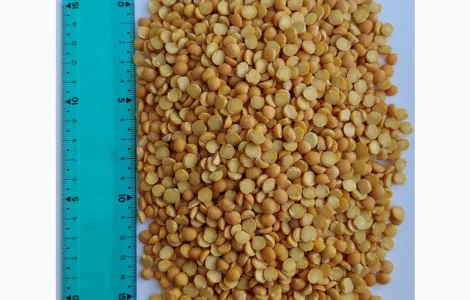 Продам горох желтый колотый- 110т