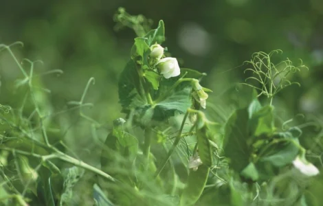 Насіння гороха Люмп (1 репродукція) с бесплатной доставкой
